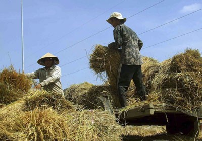 Farmers harvest rice in the Mekong Delta (Photo: SGGP) Farmers harvest rice in the Mekong Delta (Photo: SGGP)
